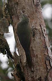 Olive-Backed Wood Creeper