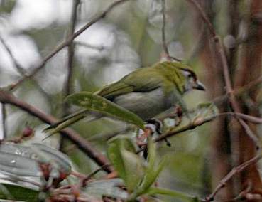 Black-Billed Peppershrike