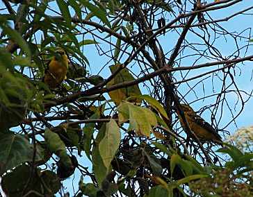 Golden-Bellied Grossbeak