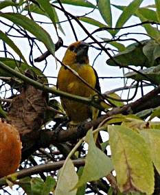 Golden-Bellied Grossbeak