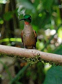 Fawn-Breasted Brilliant