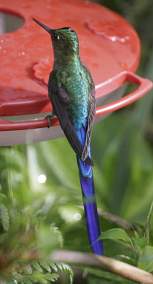 Violet-Tailed Sylph