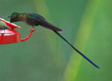 Violet-Tailed Sylph