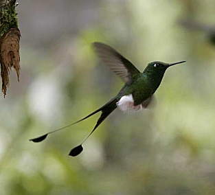 Booted Racket Tail