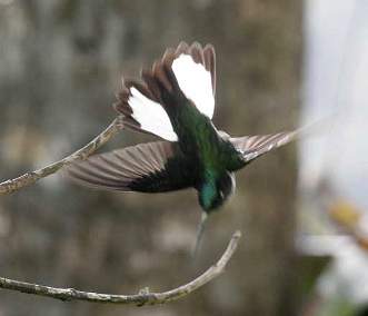 Collared Inca