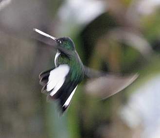 Collared Inca