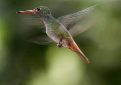 Rufous-Tailed Hummingbird