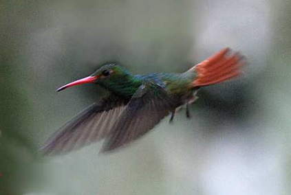 Rufous-Tailed Hummingbird