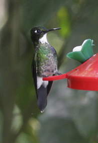 Xxx Hummingbird