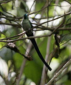 Long Tailed Sylph