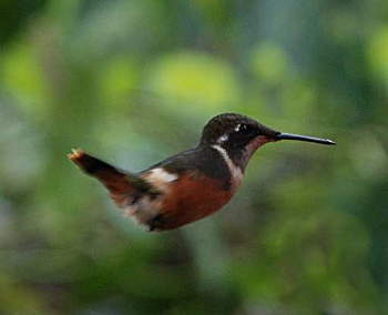 Purple-Throated Woodstar (Female)