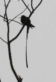 Black-Tailed Trainbearer