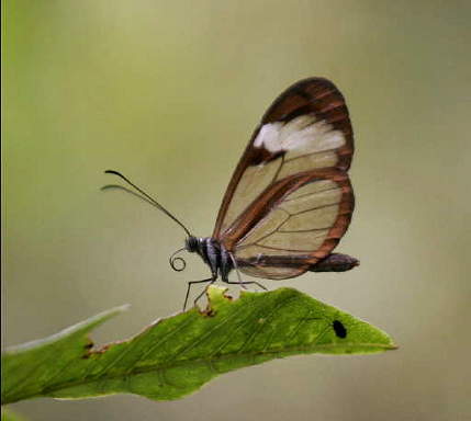 Butterfly, Glass-Winged (Greta Oto)