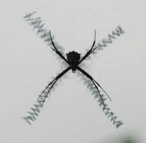 Spider