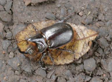 Rhinocerous Beetle