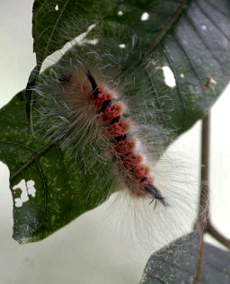 Caterpillar