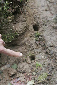 Worm Holes