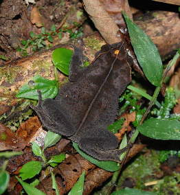 Leaf Mimic Frog