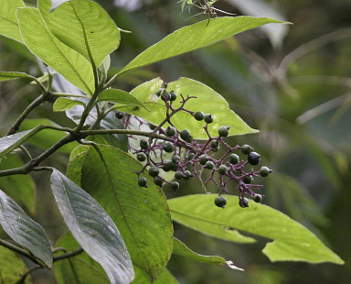 Berries