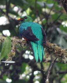 Golden-Headed Quetzal