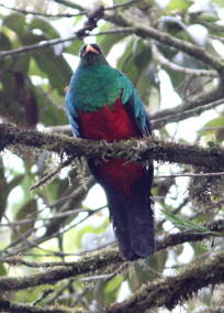 Golden-Headed Quetzal
