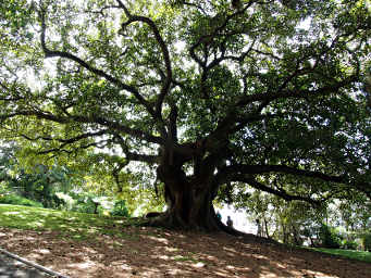 Moreton Bay Fig