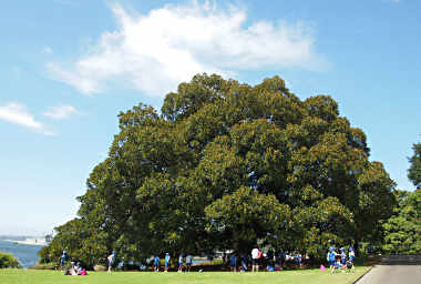 Moreton Bay Fig