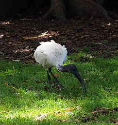 Australian White Ibis