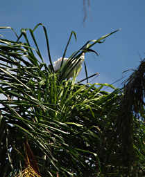 Australian White Ibis in top of tree