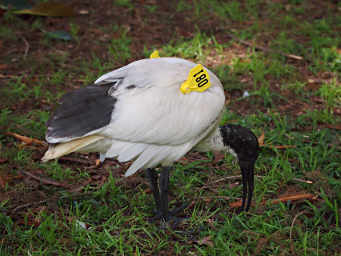 Australian White Ibis