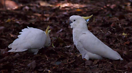 Sulphur Crested Cockatoo