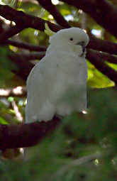 Sulphur Crested Cockatoo