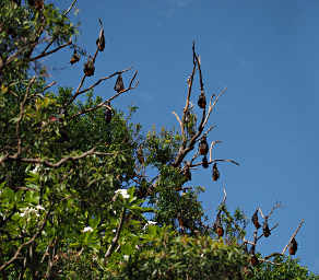 Fruit Bat Camp