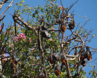 Fruit Bat Camp