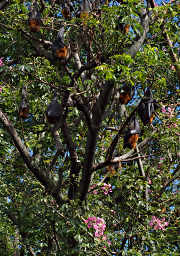 Fruit Bat Camp