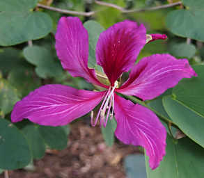 Xxx Orchid
