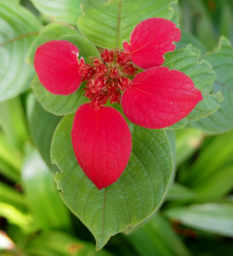 Xxx Red Leaf