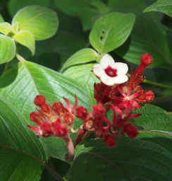 Xxx White and Red Flower