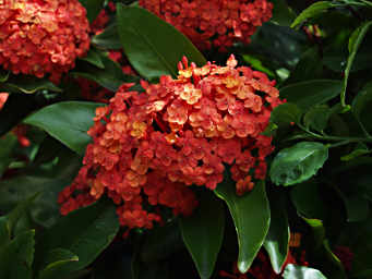 Xxx Orange Flower