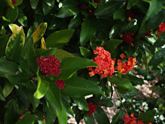 Xxx Orange Flower