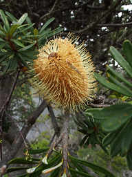 Silver Banksia