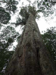 Big Eucalyptus Tree