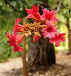  Botanical Garden 