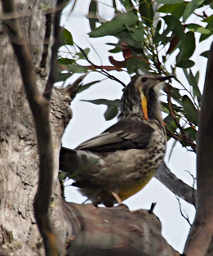 Yellow Wattlebird