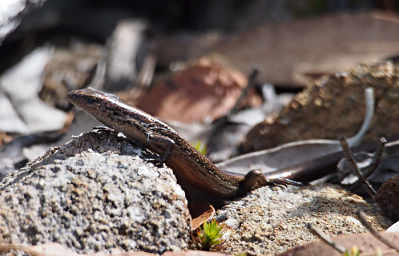 Skink