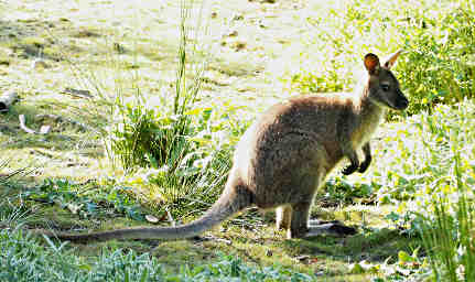 Bennetts Wallaby