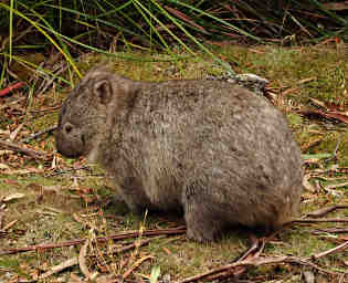 Wombat