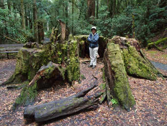 Dona inside old Eucalyptus Stump