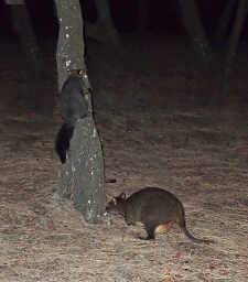Possum and Wallaby