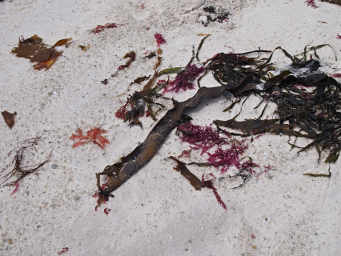 Fine Seaweed